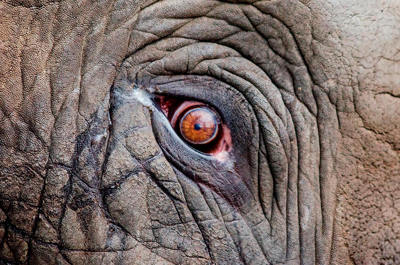 Slonie oko - foto na plátne 50x80 cm